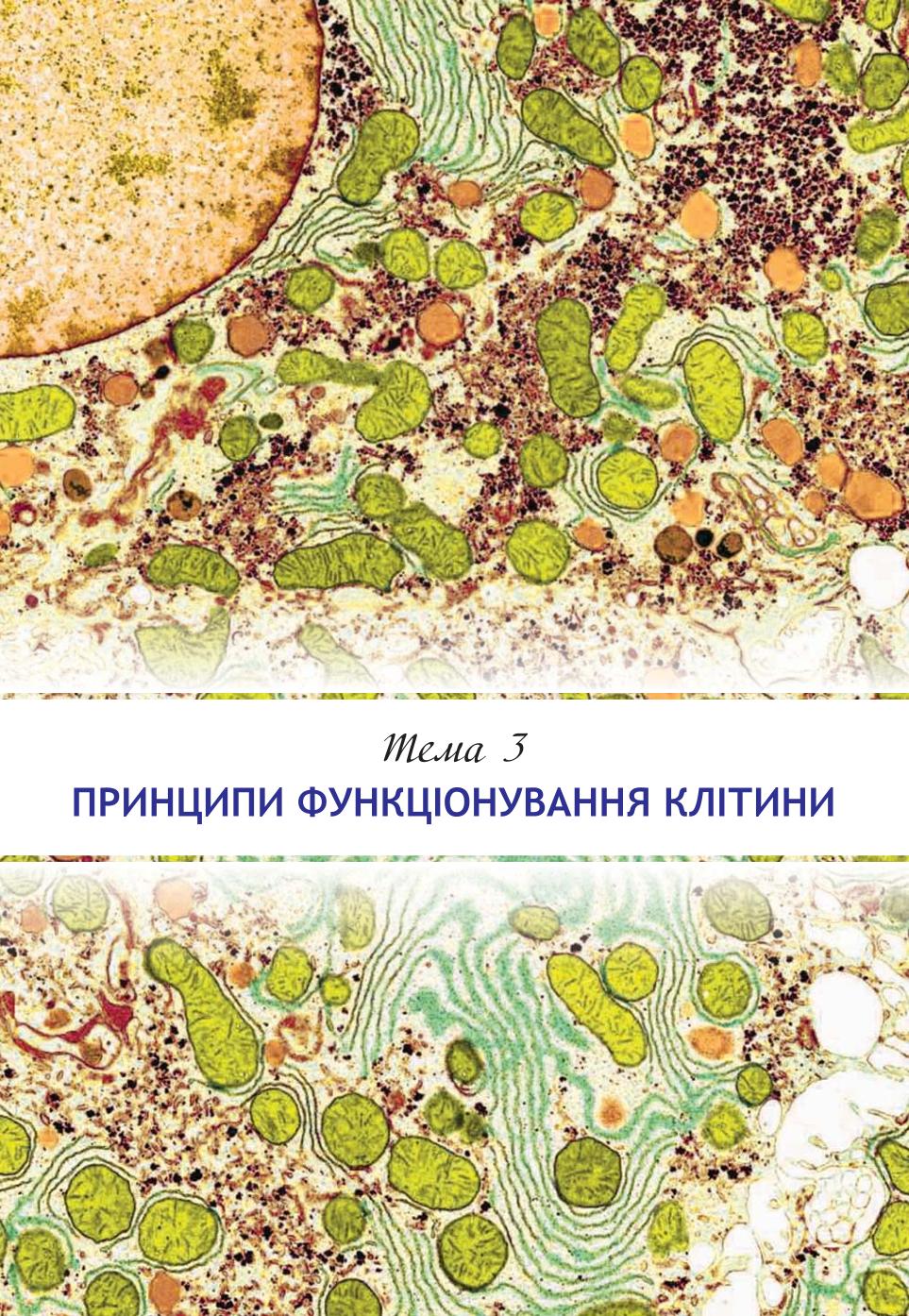 Мініатюра 67