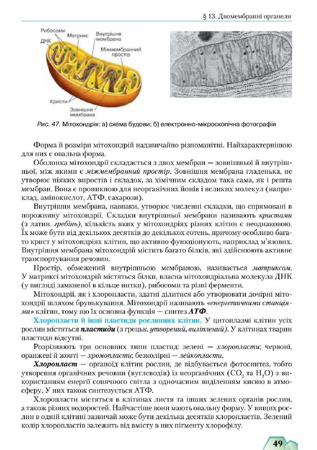 Мініатюра 49