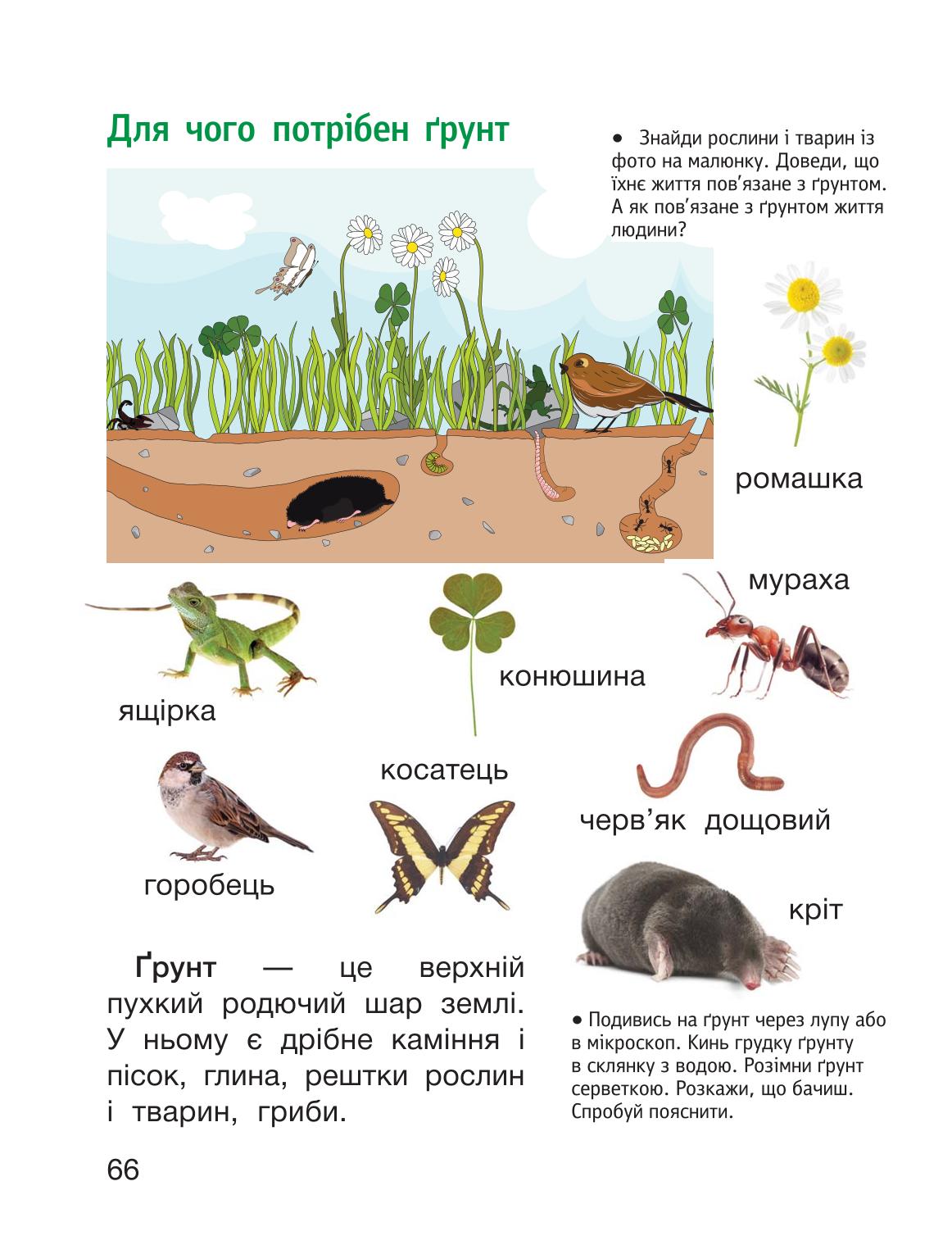 Мініатюра 66