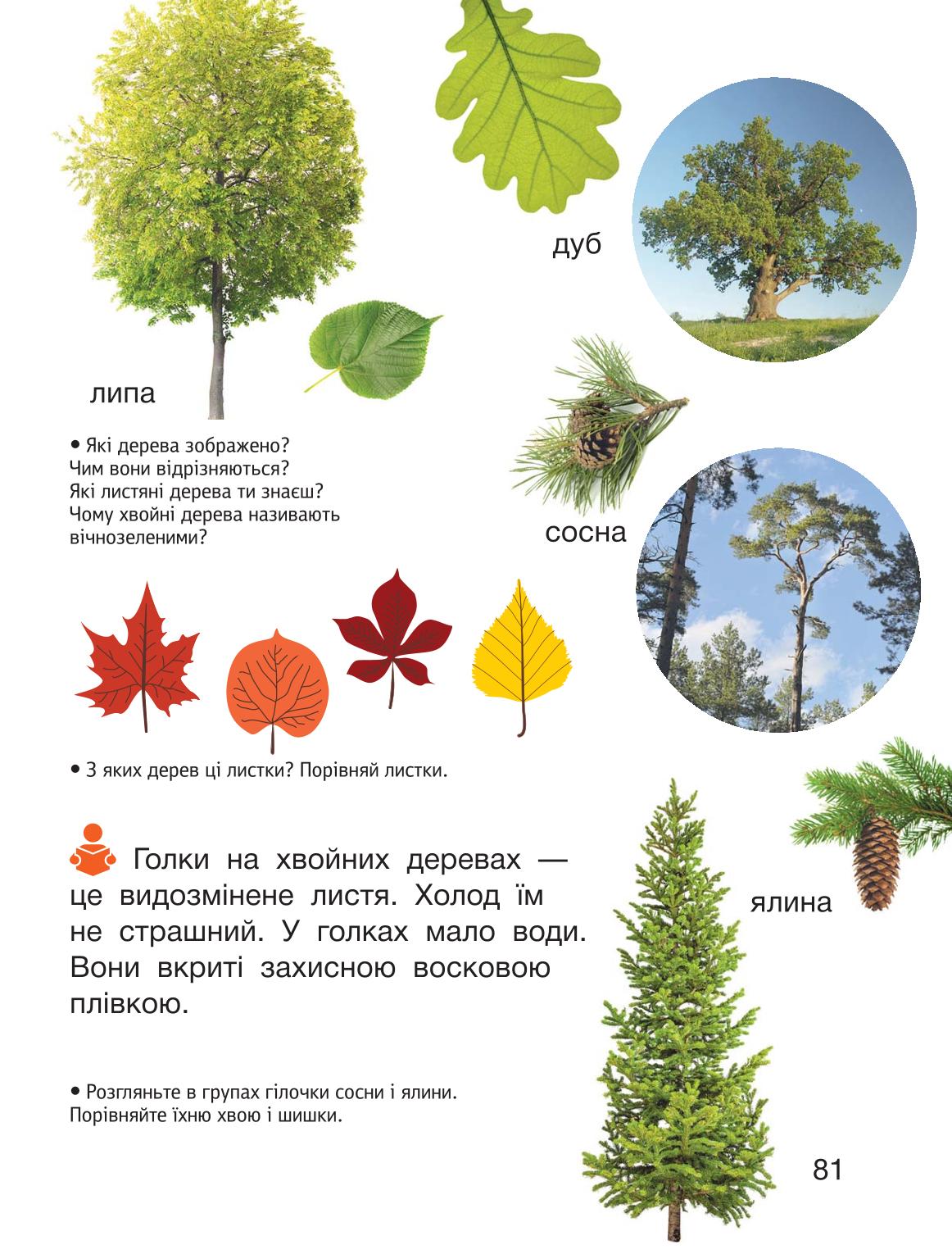 Мініатюра 81