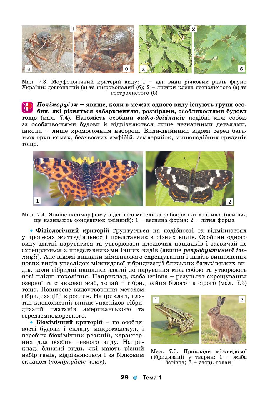 Мініатюра 29