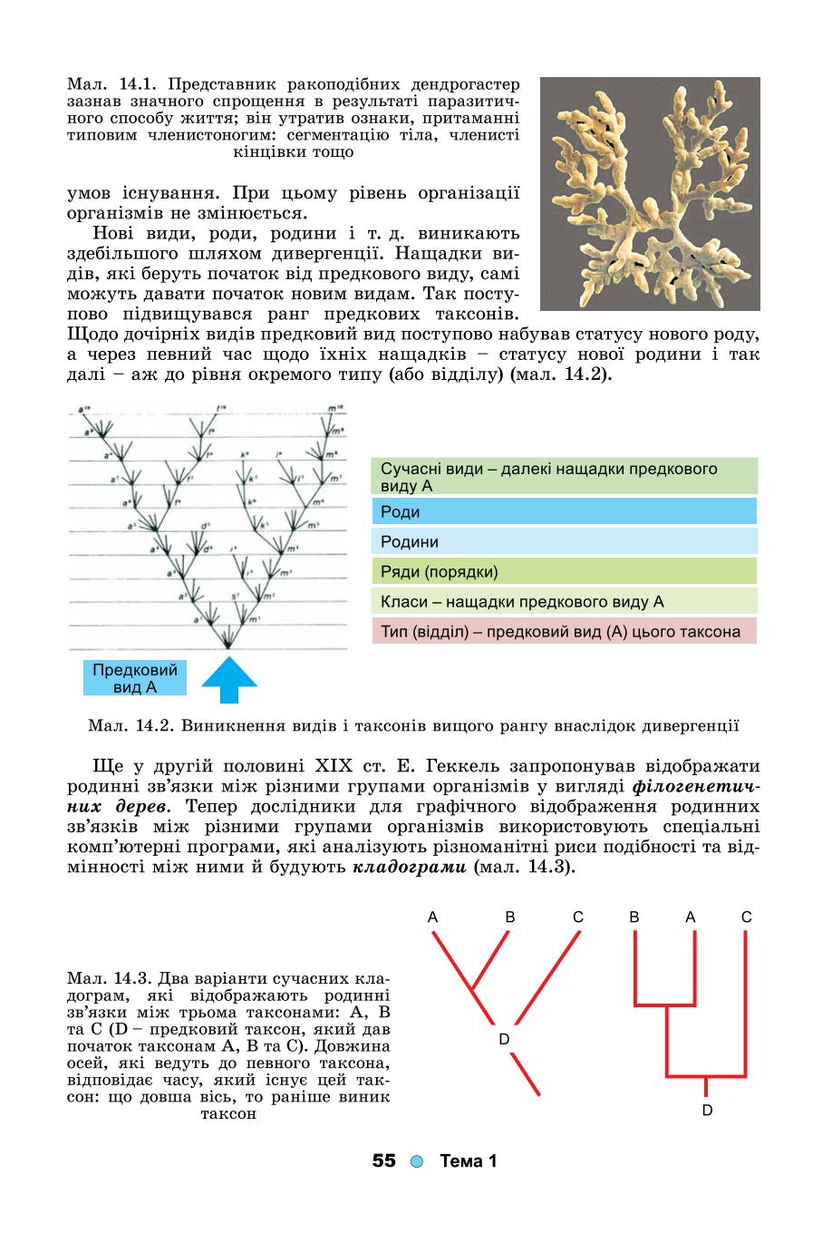 Мініатюра 55
