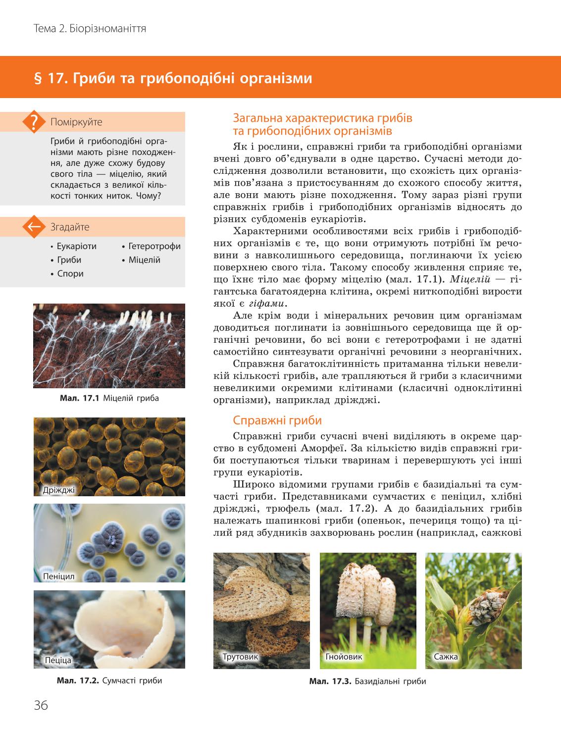 Мініатюра 36