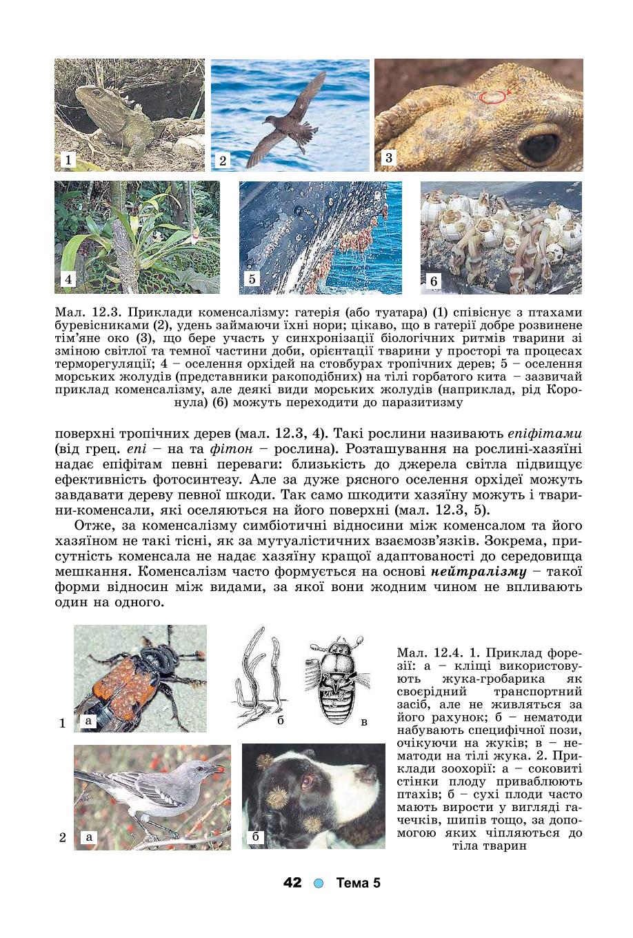 Мініатюра 42