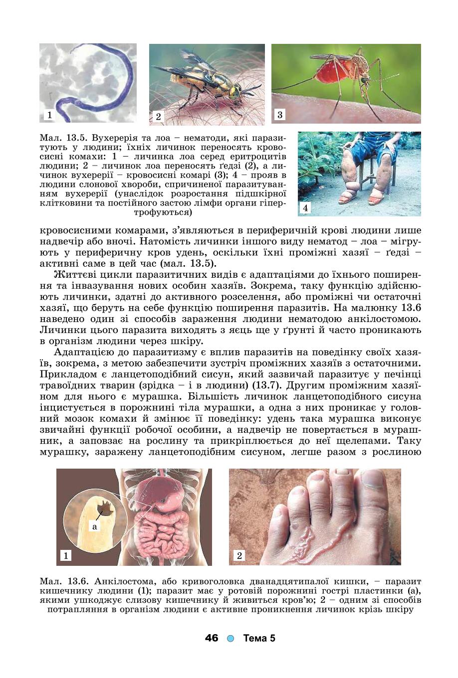 Мініатюра 46