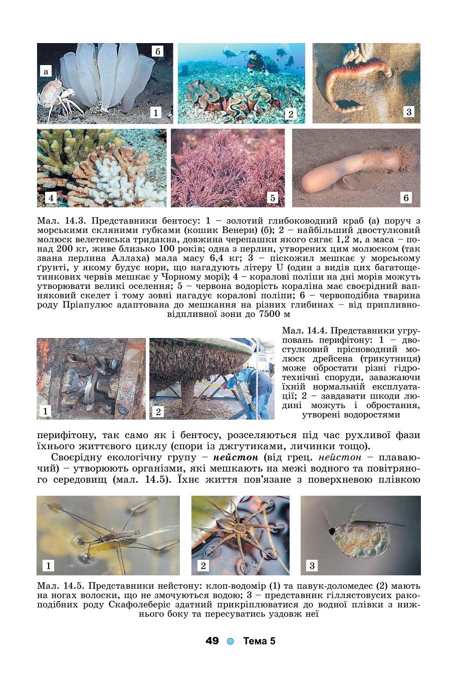 Мініатюра 49