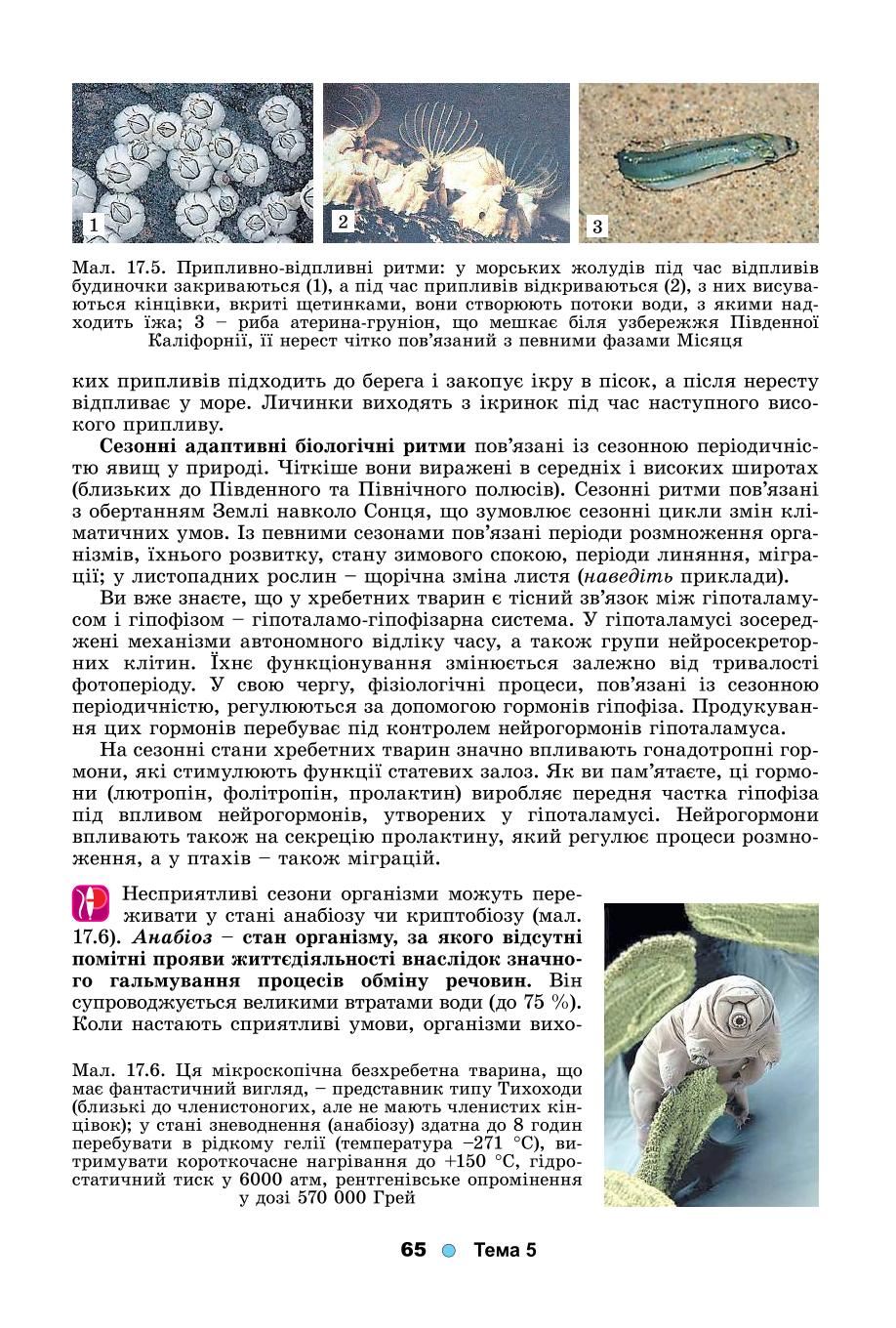Мініатюра 65