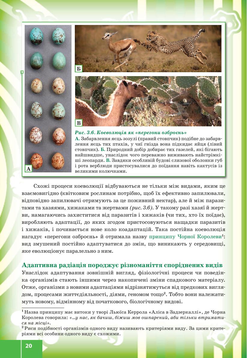 Мініатюра 20