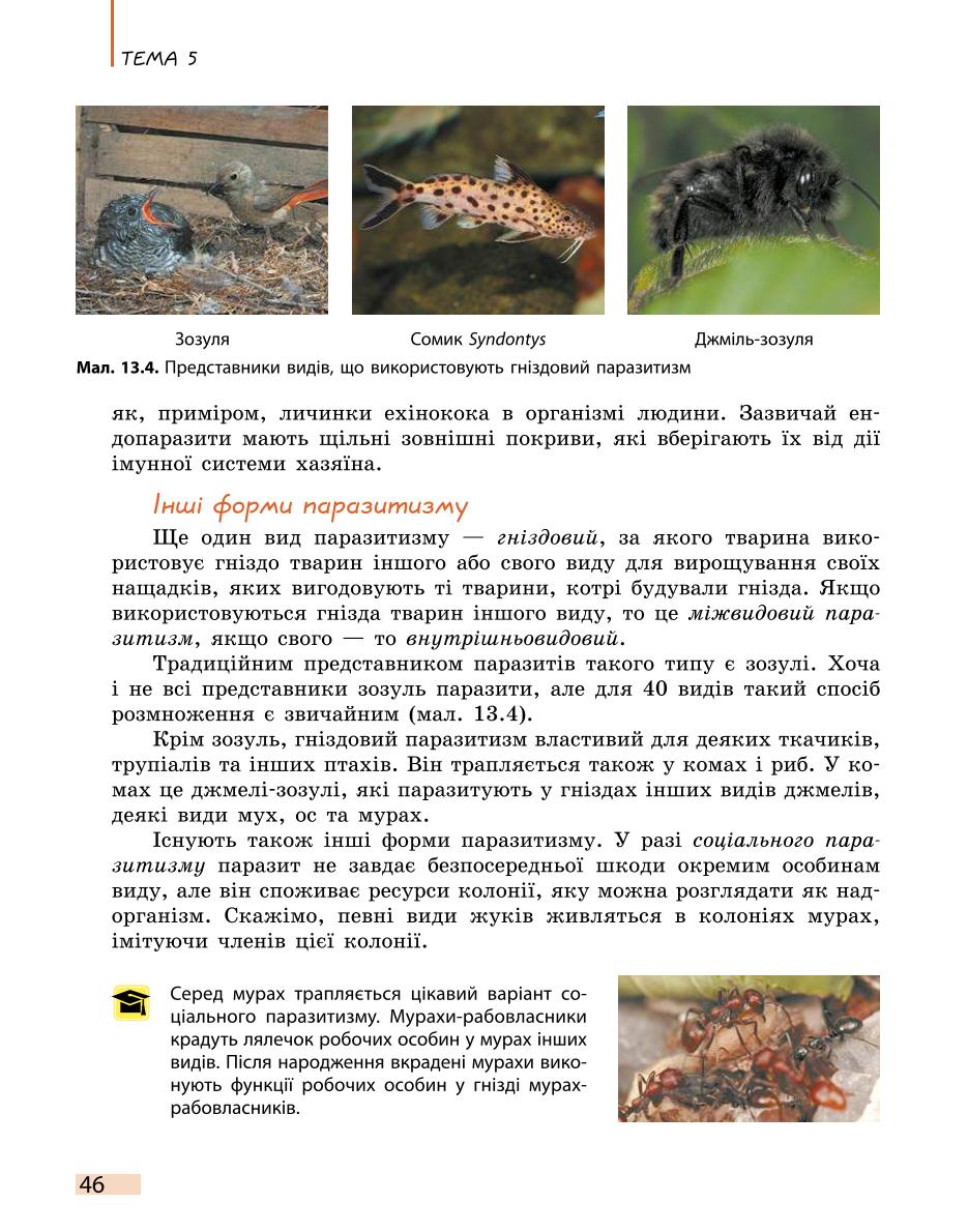 Мініатюра 46