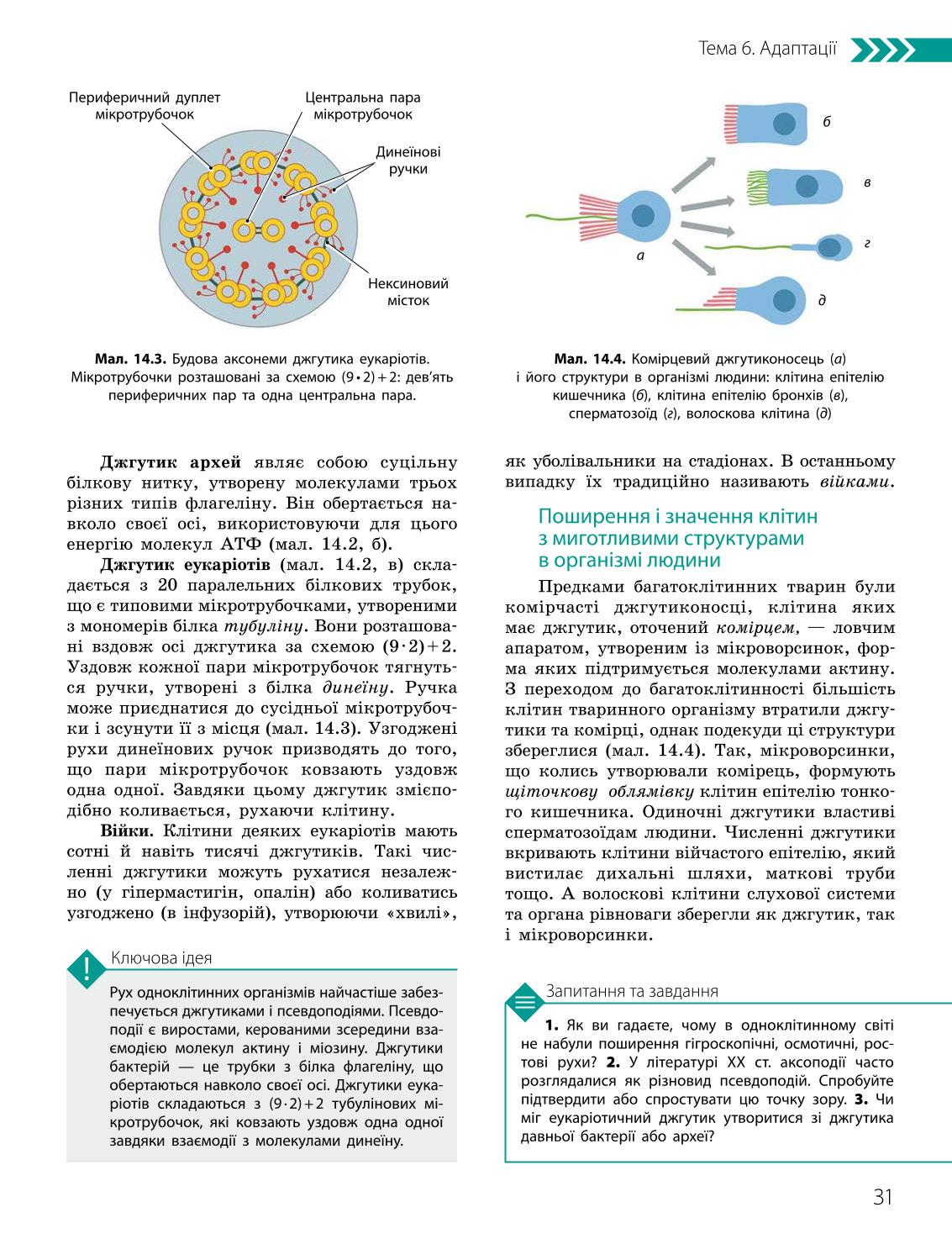Мініатюра 31