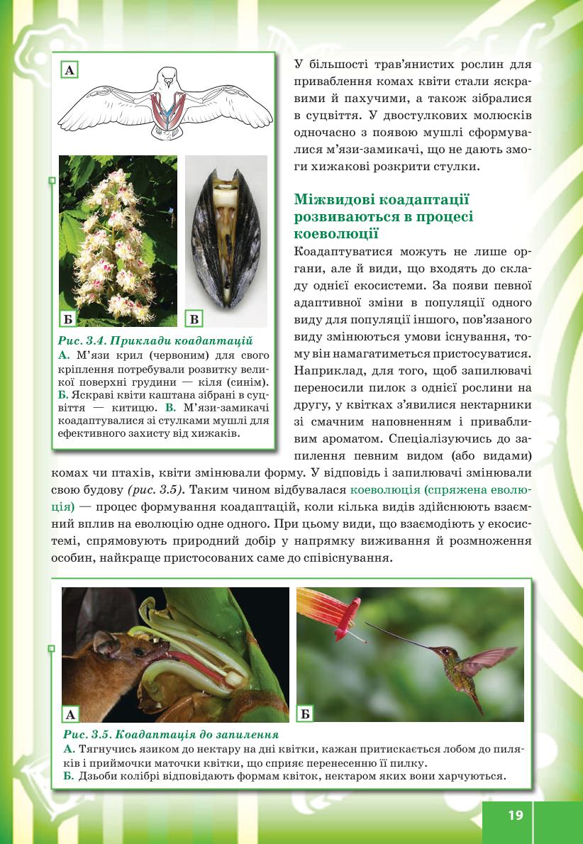 Мініатюра 19