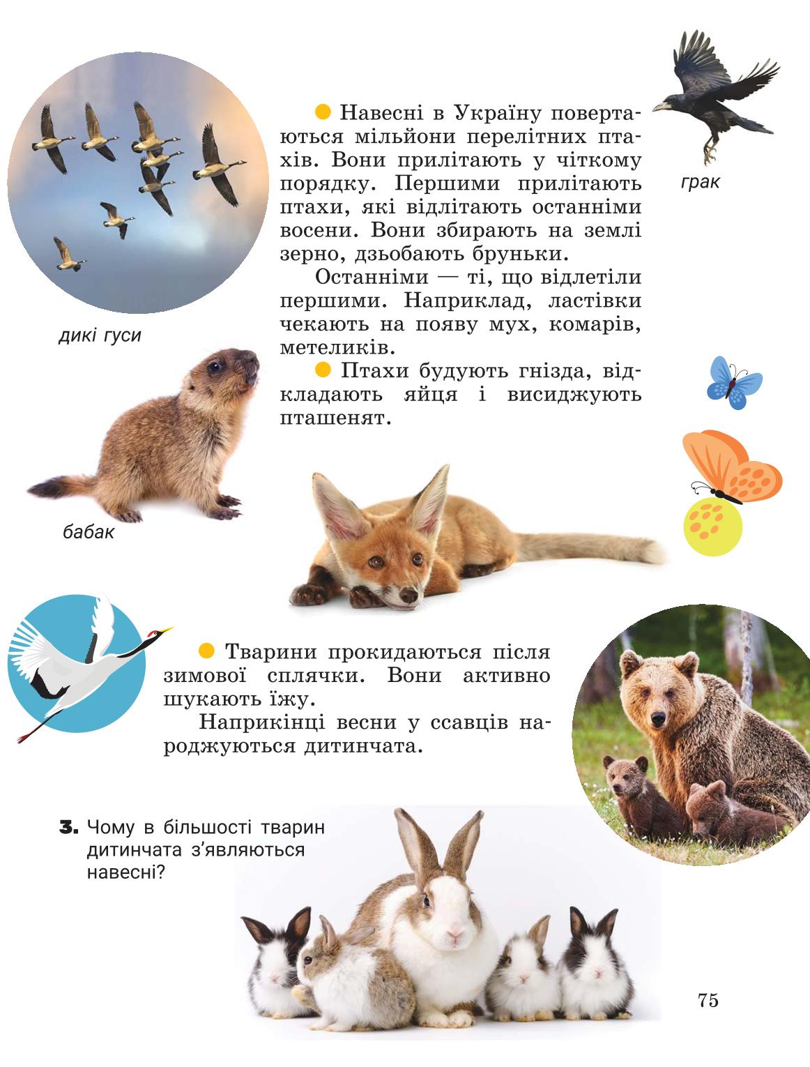 Мініатюра 75