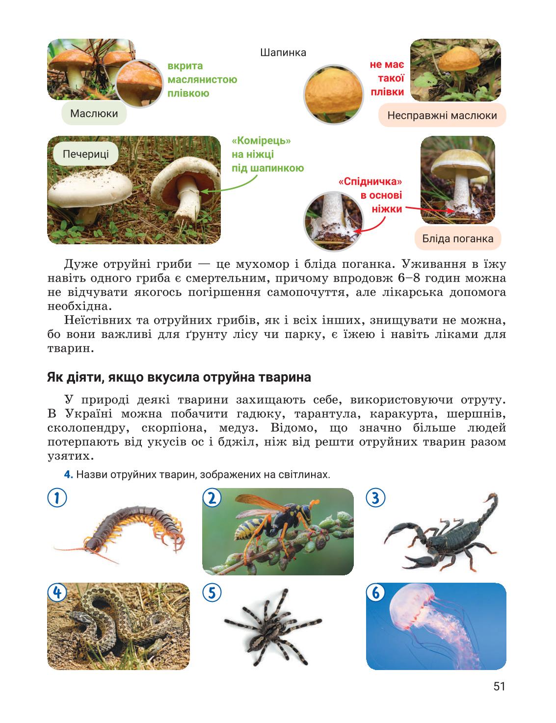 Мініатюра 51