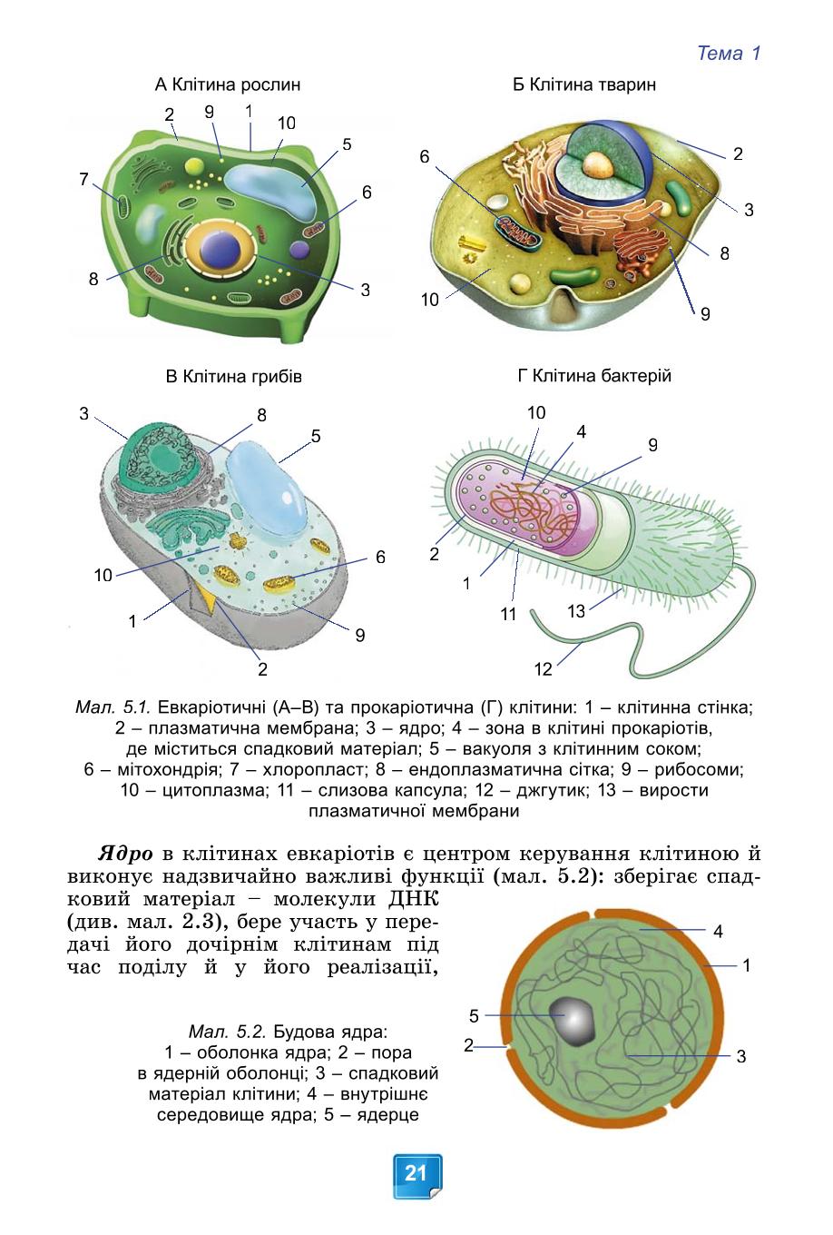 Мініатюра 21