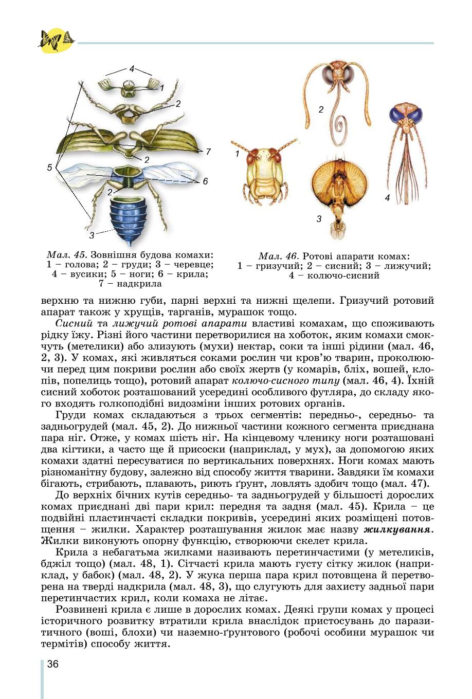 Мініатюра 36
