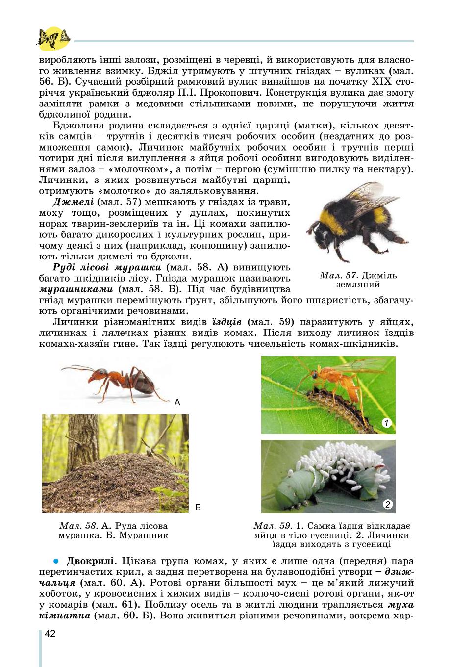 Мініатюра 42