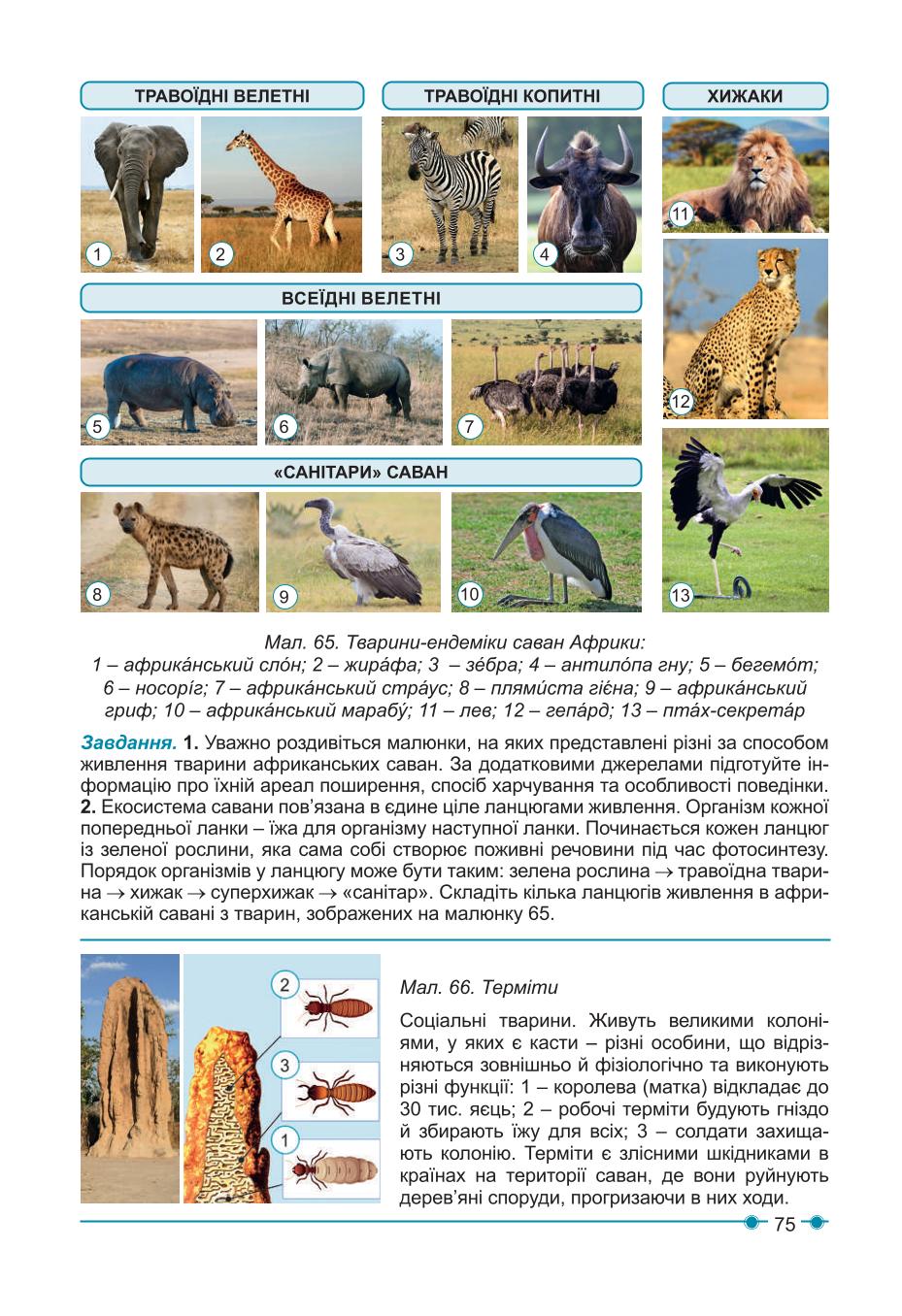 Мініатюра 75