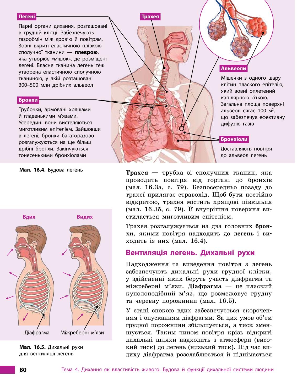 Мініатюра 80