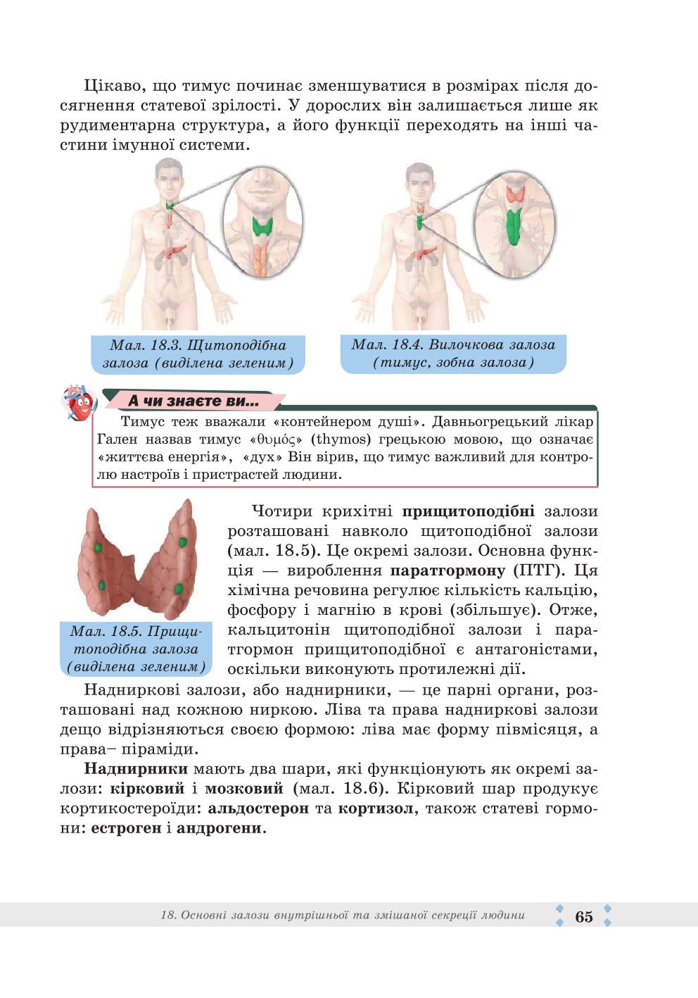 Мініатюра 65