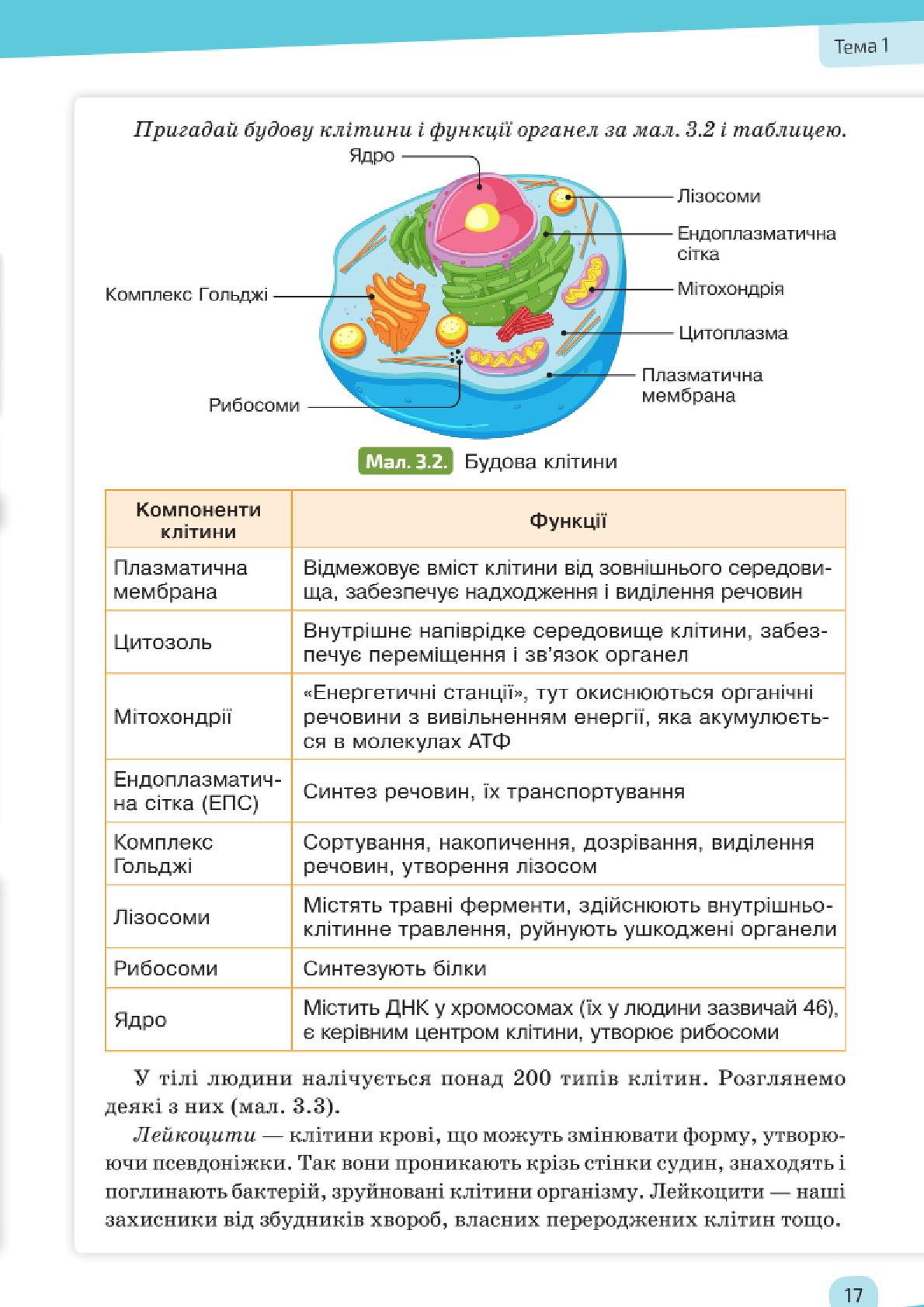 Мініатюра 17
