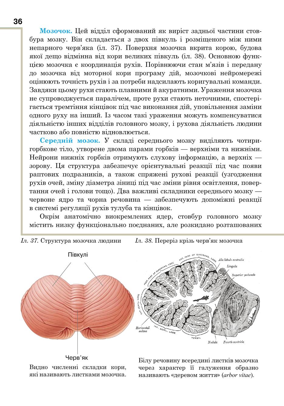 Мініатюра 36