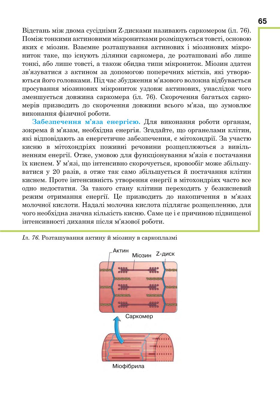 Мініатюра 65
