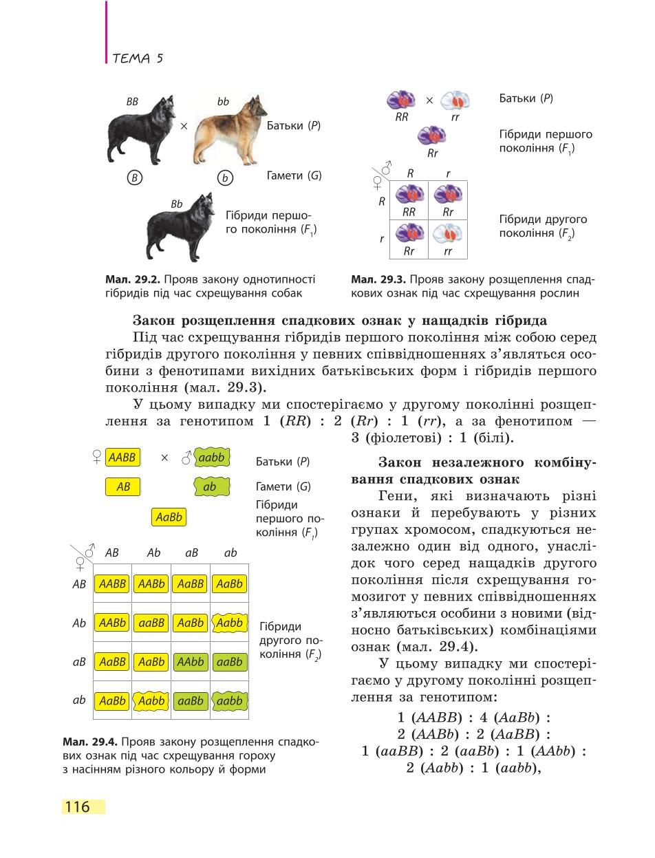 Мініатюра 116