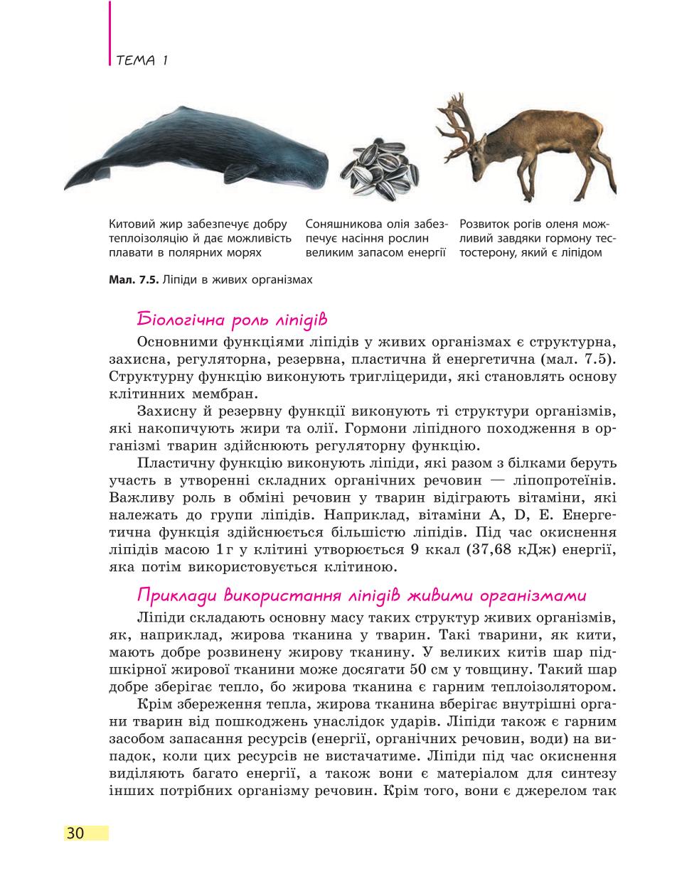 Мініатюра 30