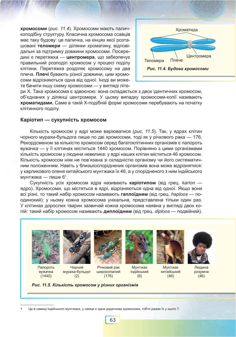 Мініатюра 63