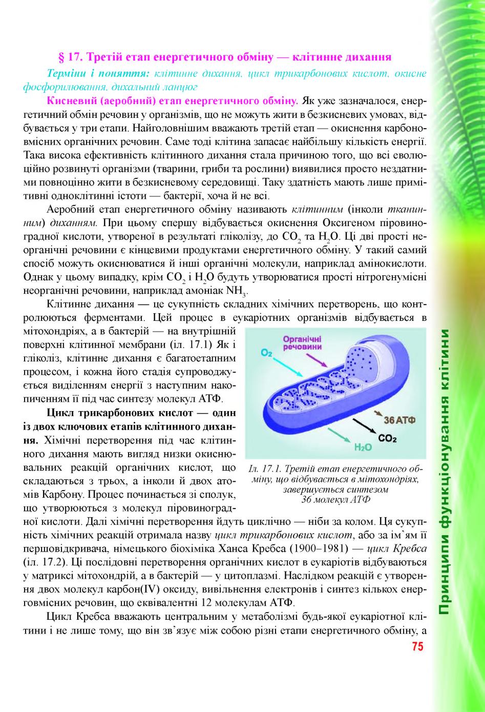 Мініатюра 75